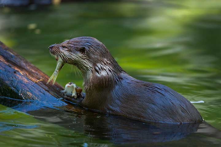 Fischotter mit Beute