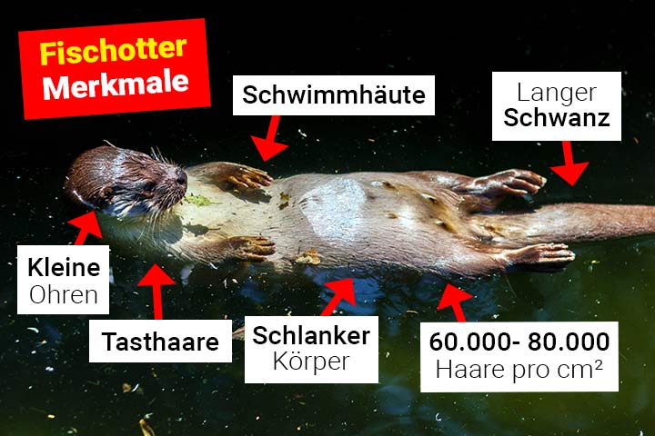 Fischotter Merkmale