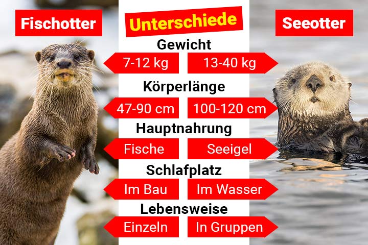 Fischotter oder Seeotter – Wo ist der Unterschied?