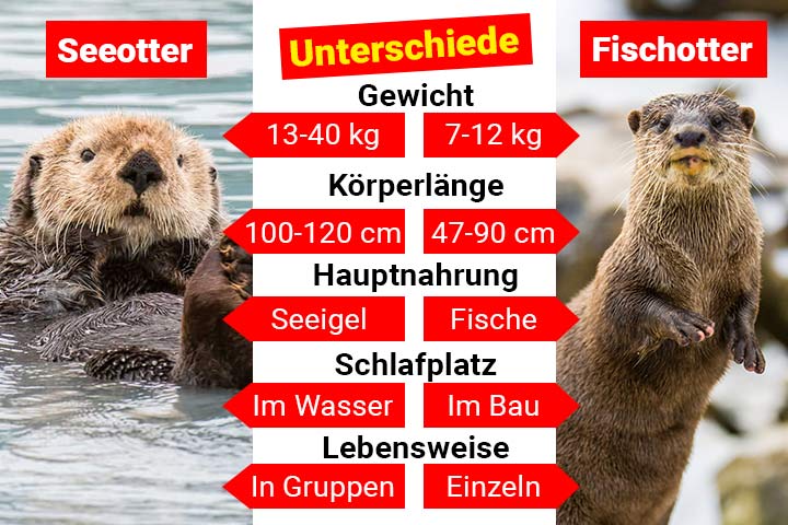 Seeotter oder Fischotter - Wo ist der Unterschied?