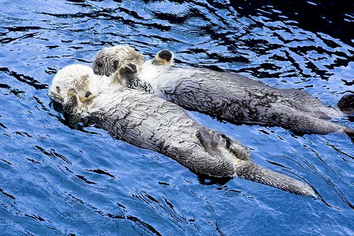 Zwei Seeotter halten Händchen