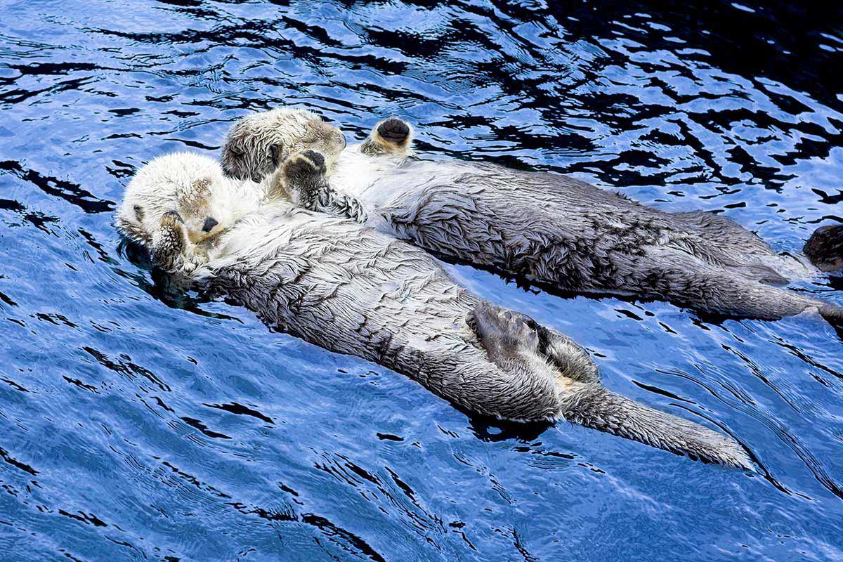 Otter