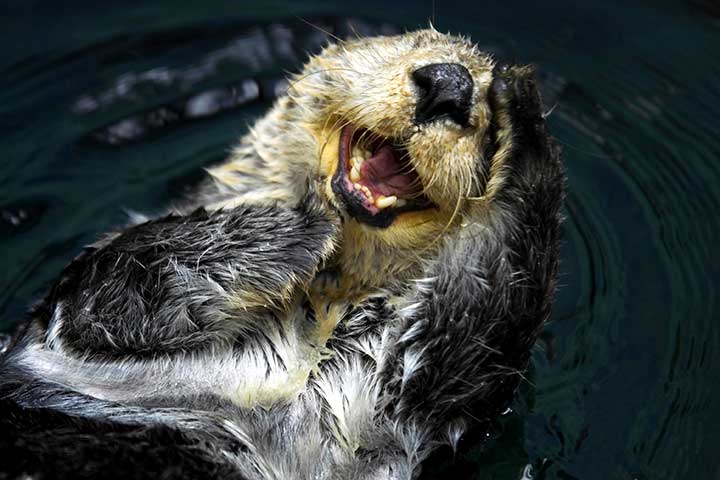 Lustiger Seeotter