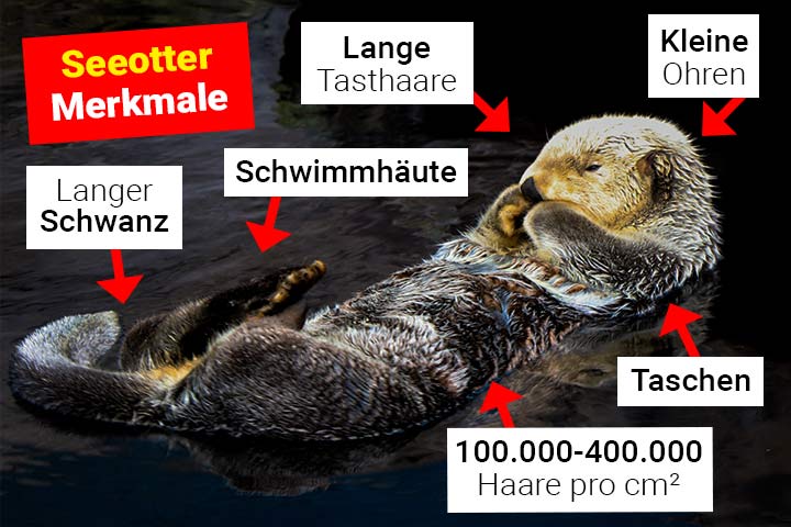 Seeotter Merkmale