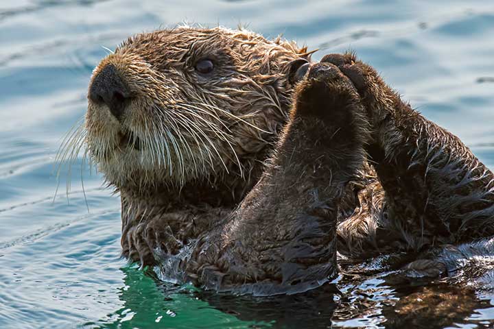 Seeotter Z hne Tabelle Schmerzensgeld Bei Zahnverlust JFFA