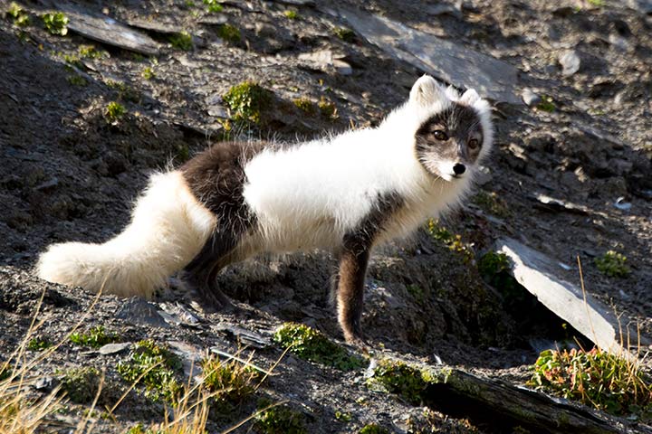 Polarfuchs während des Fellwechsels