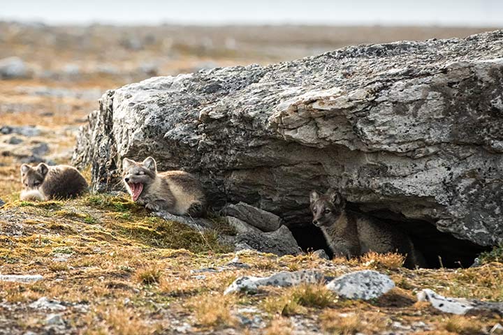 Polarfuchs-Höhle