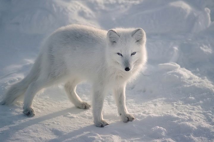 Polarfuchs