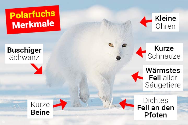 Polarfuchs Merkmale