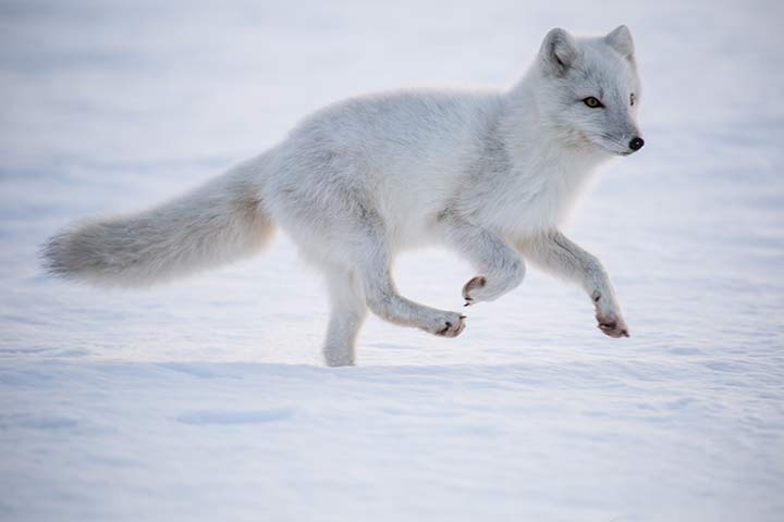 Rennender Polarfuchs
