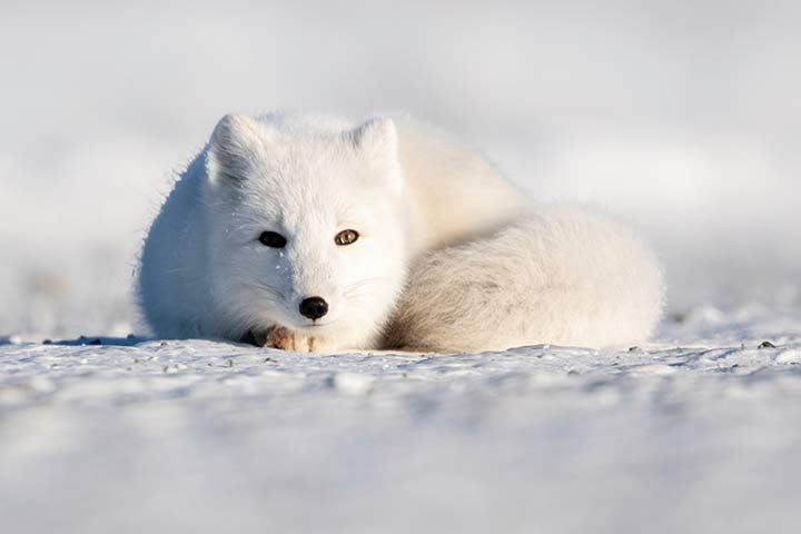 Polarfuchs