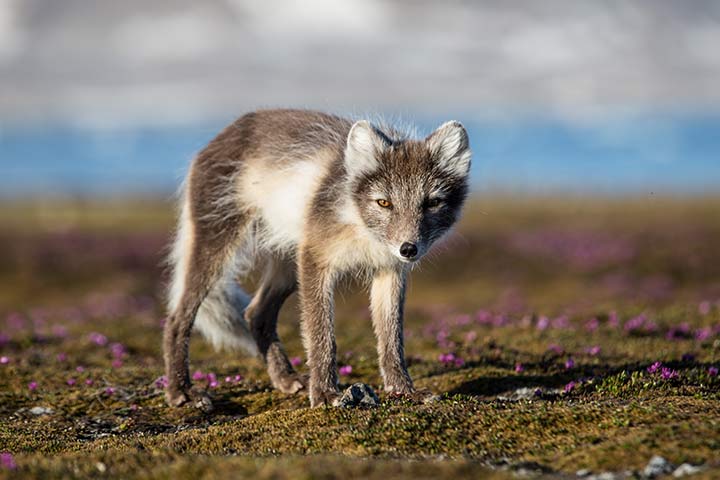 Polarfuchs mit Sommerfell