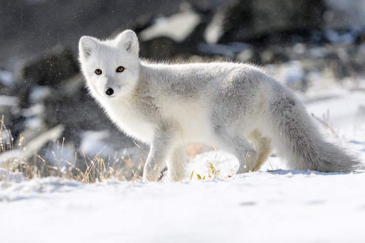 Polarfuchs