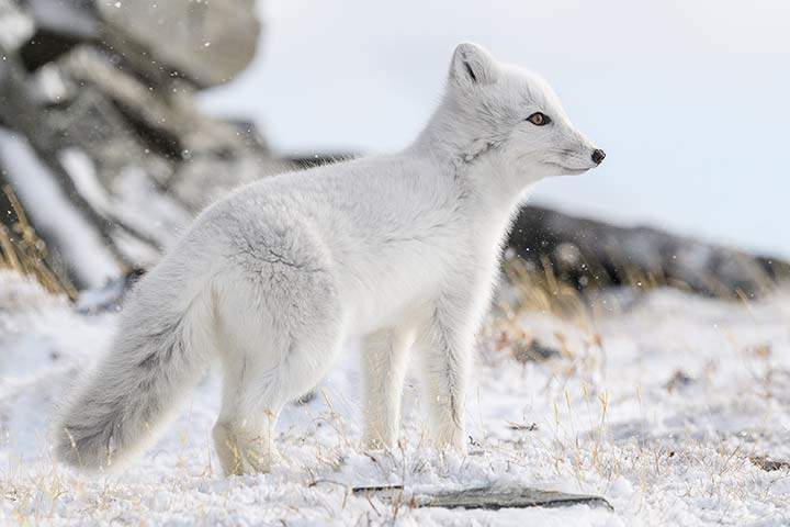 Polarfuchs im Winter