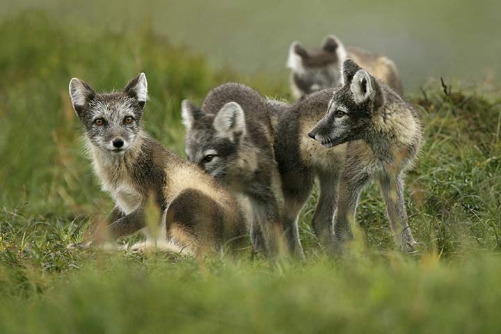 Polarfuchs-Familie