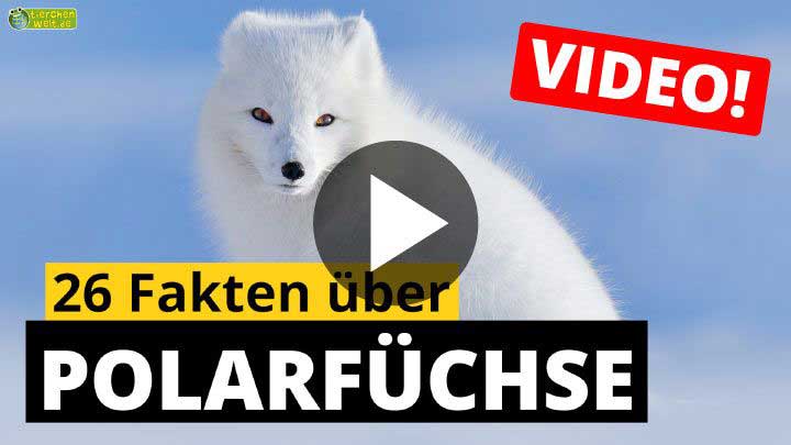 Video Polarfüchse