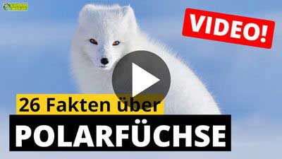 Video Polarfuchs