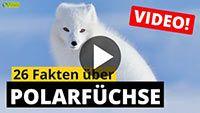 Video Polarfuchs