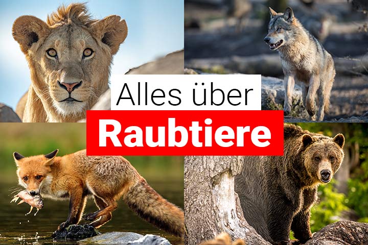 Alles über Raubtiere