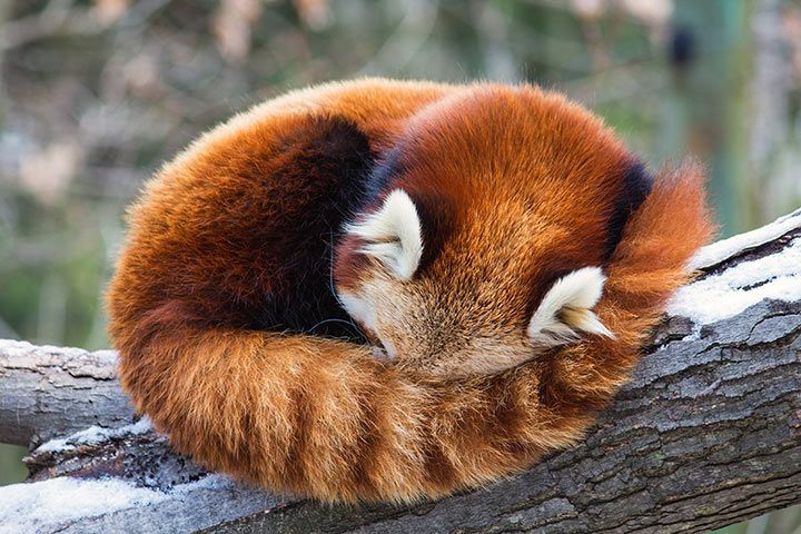 Roter Panda