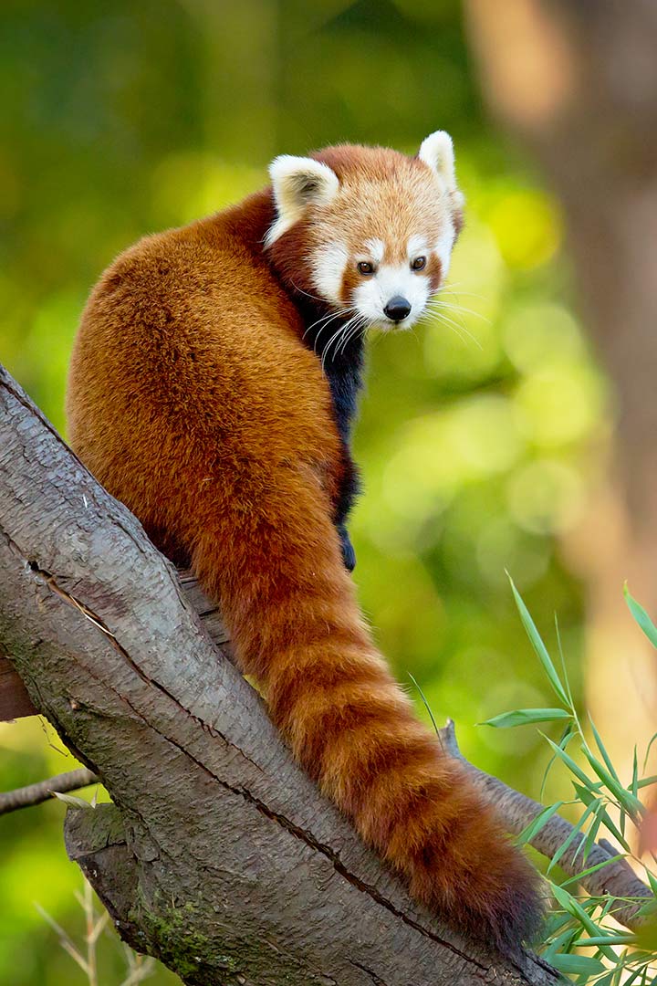 Roter Panda