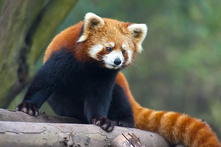 Roter Panda - Tier-Steckbrief - für Kinder & Schule