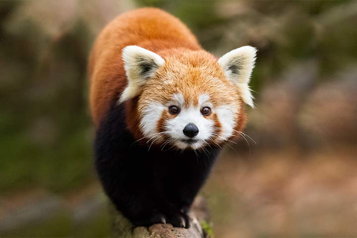 Roter Panda - Tier-Steckbrief - für Kinder & Schule