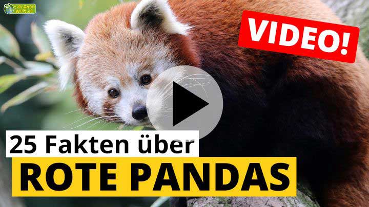 Video Roter Panda