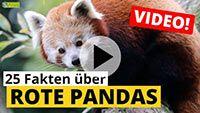 Video Roter Panda