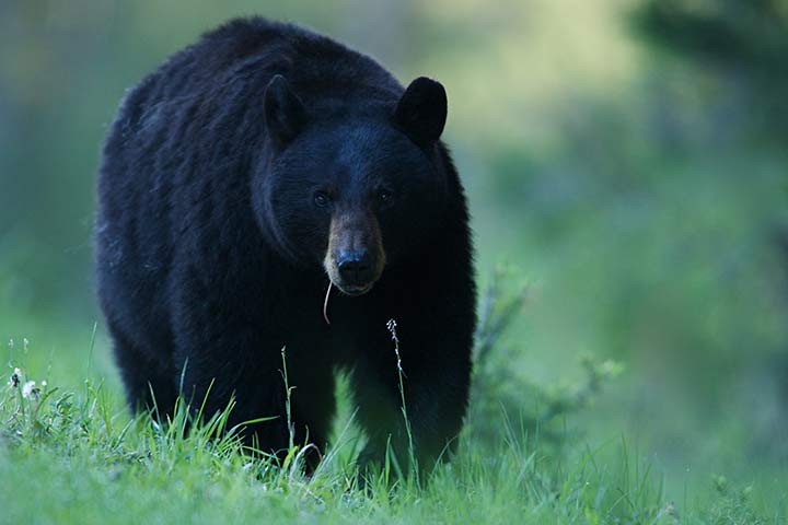 Nordamerikanischer Schwarzbär