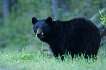 Schwarzbär