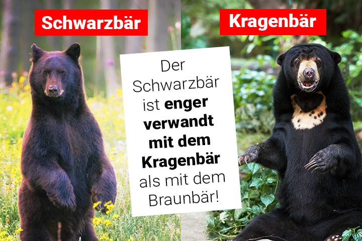 Schwarzbär und Kragenbär