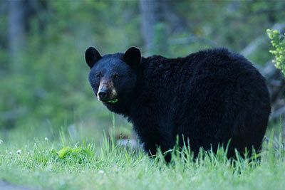 Schwarzbär