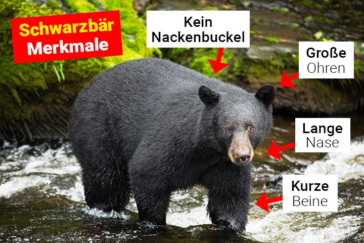 Schwarzbär Merkmale