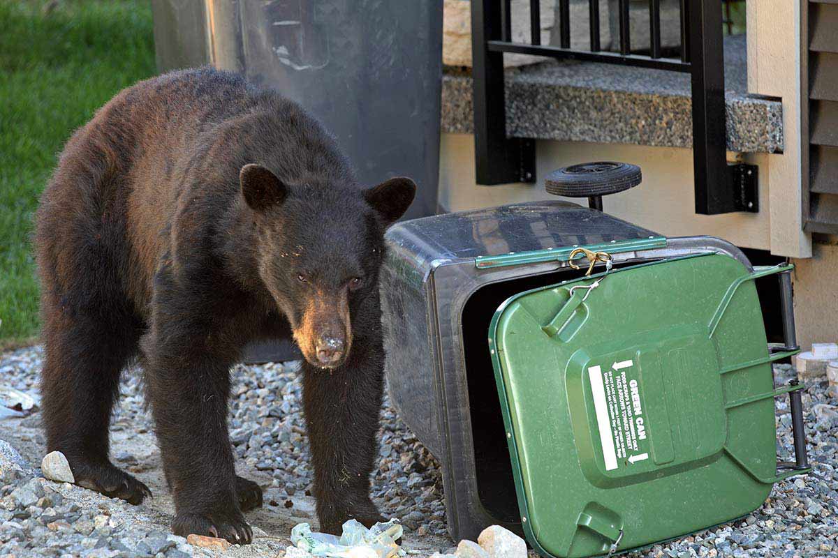 Schwarzbär