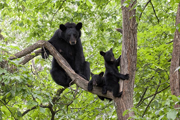 Schwarzbär