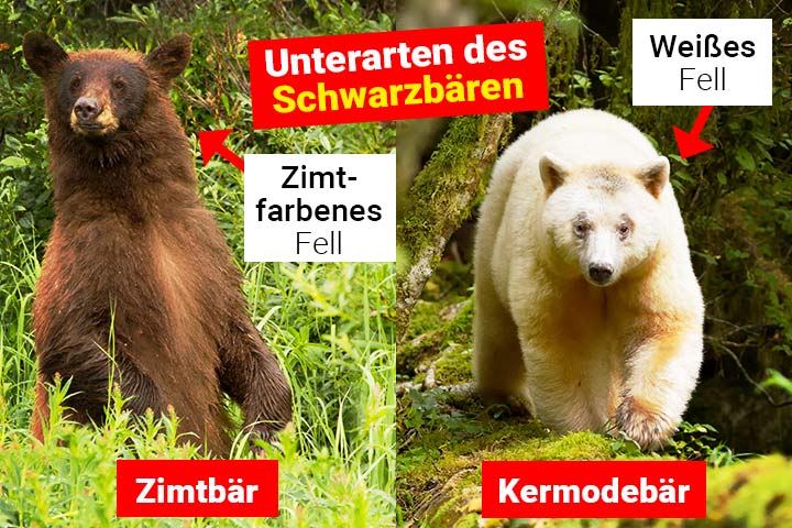 Zimtbär und Kermodebär