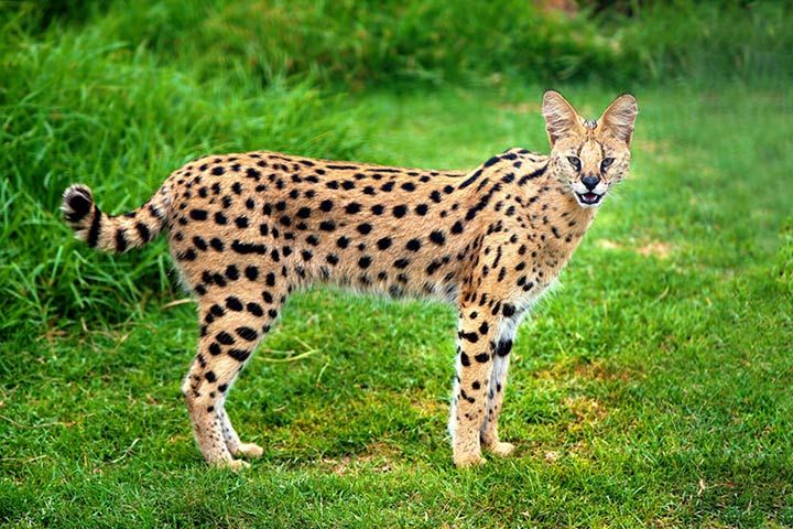 Serval