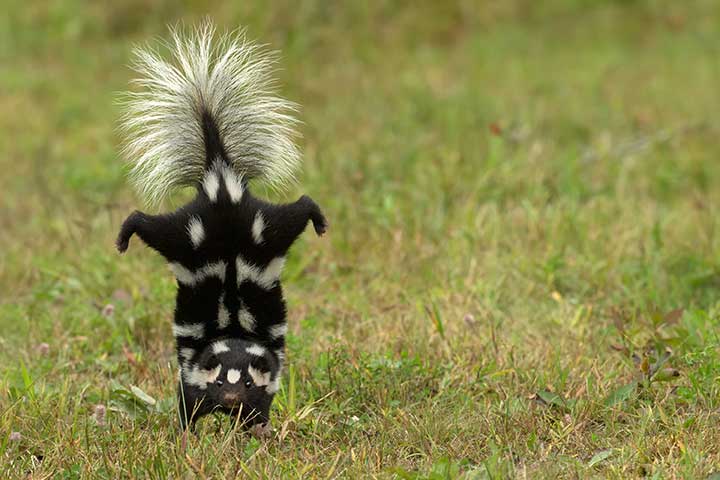 Stinktier Angriff