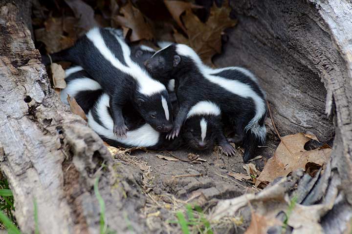 Stinktier-Babys