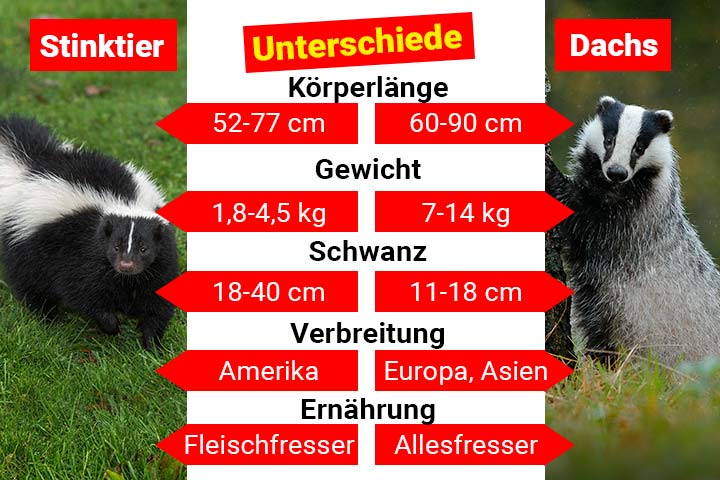 Stinktier oder Dachs - Wo ist der Unterschied?