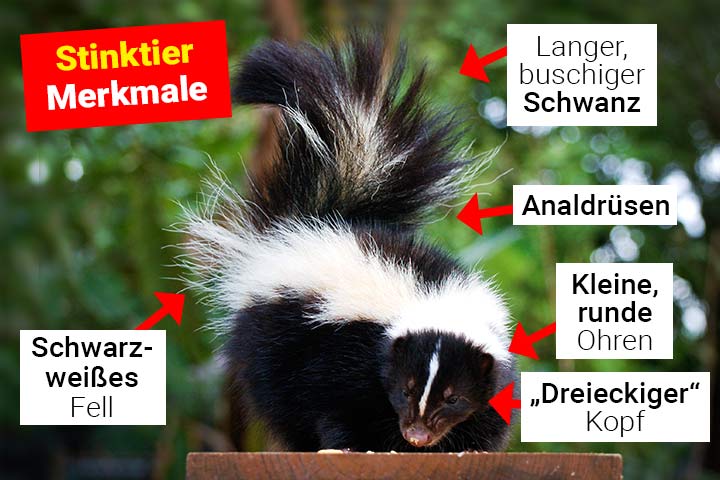 Stinktier Merkmale