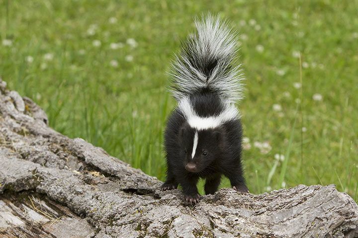 Stinktier