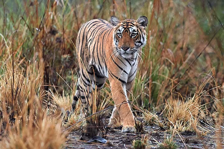 Bengaltiger