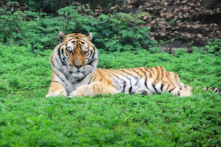 Südchinesischer Tiger