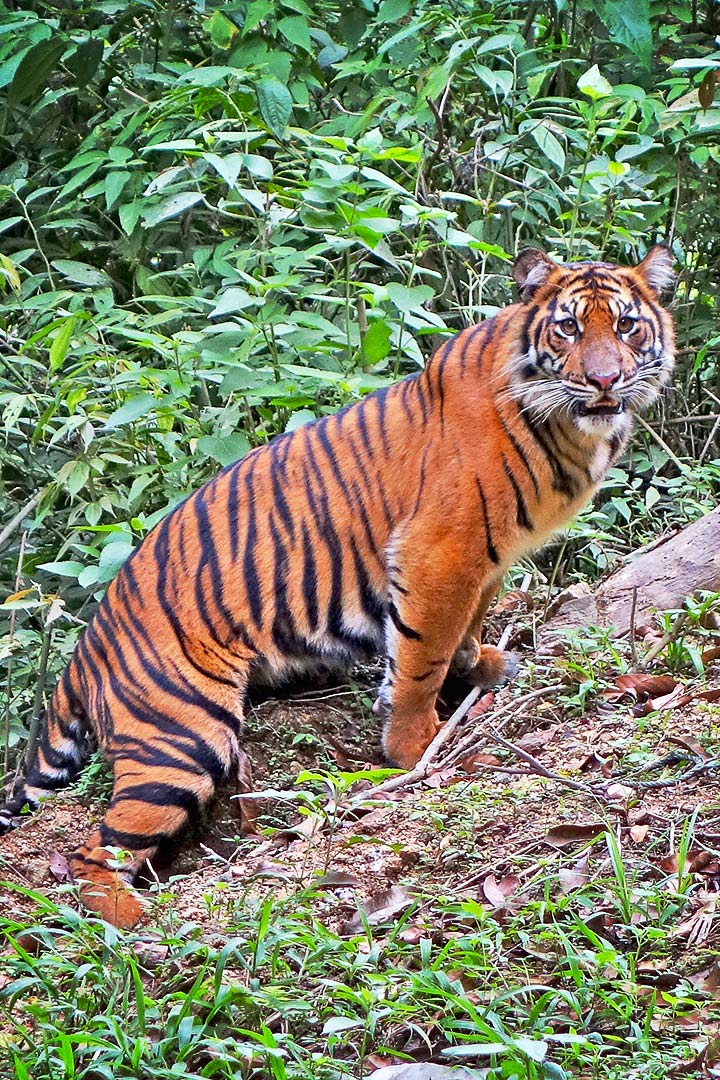 Sumatra-Tiger