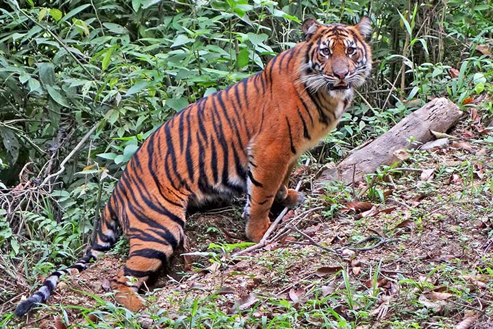 Sumatra-Tiger