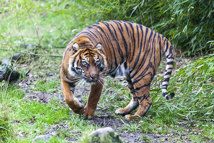 Bengaltiger