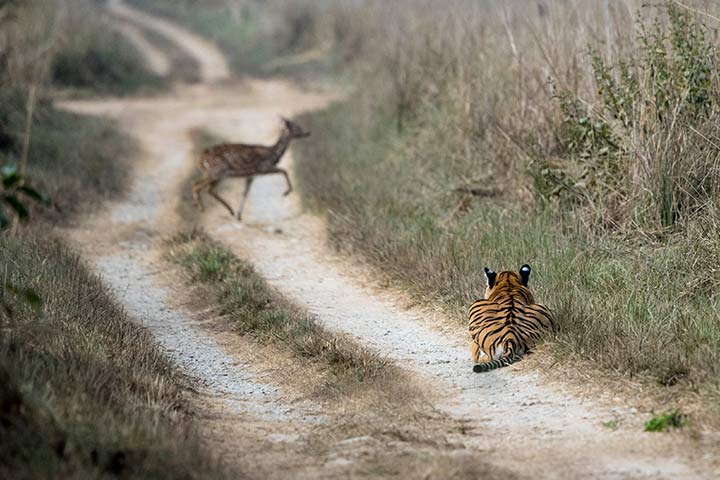 Tiger auf der Jagd