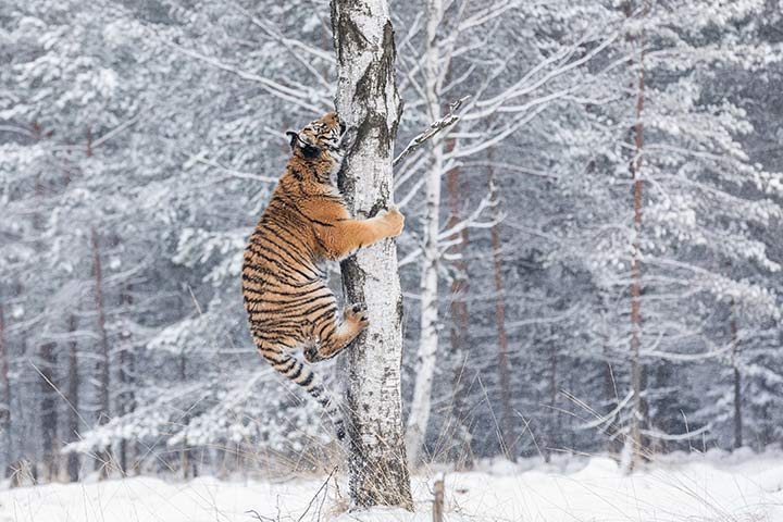 Kletternder Tiger